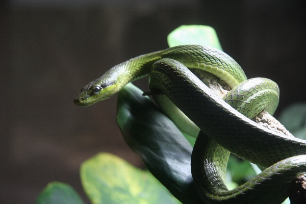 動物 緑 密林 爬虫類 写真