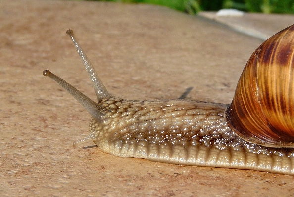 Summer fauna invertebrate seashell Photo