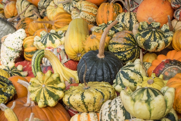 Foto Estrutura decoração laranja comida