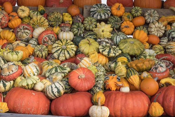 Foto Estrutura decoração laranja comida