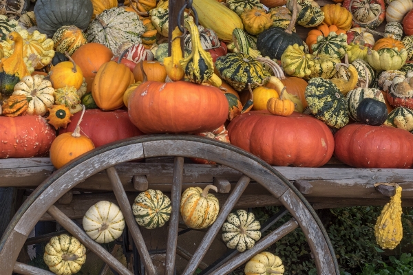 Foto Estrutura decoração laranja comida