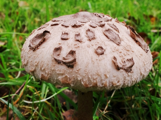 Forest autumn soil hat Photo