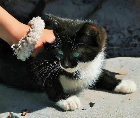 White cute green kitten Photo