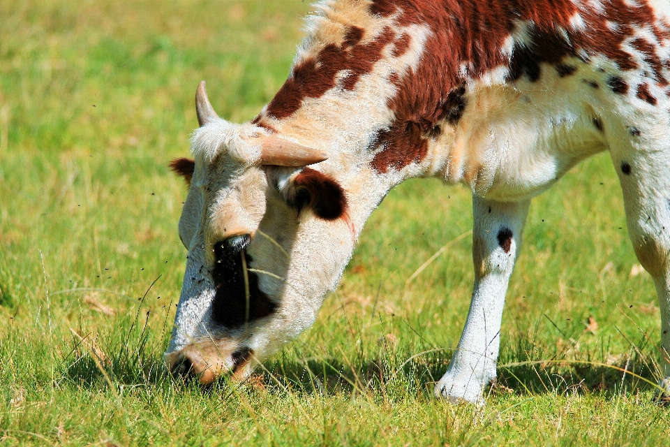 Herbe blanc cultiver prairie
