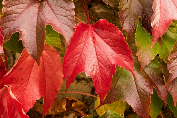 Tree nature forest plant Photo