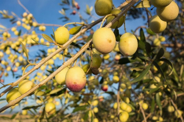 Tree nature branch plant Photo