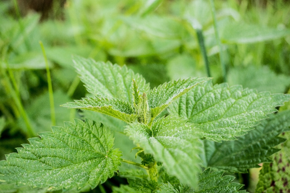 自然 植物 叶子 花