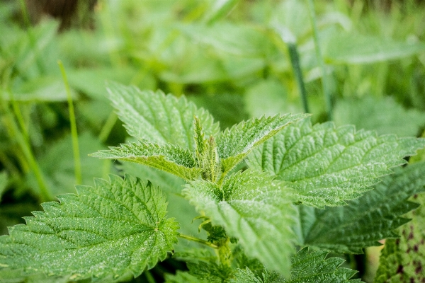 Foto Alam tanaman daun bunga