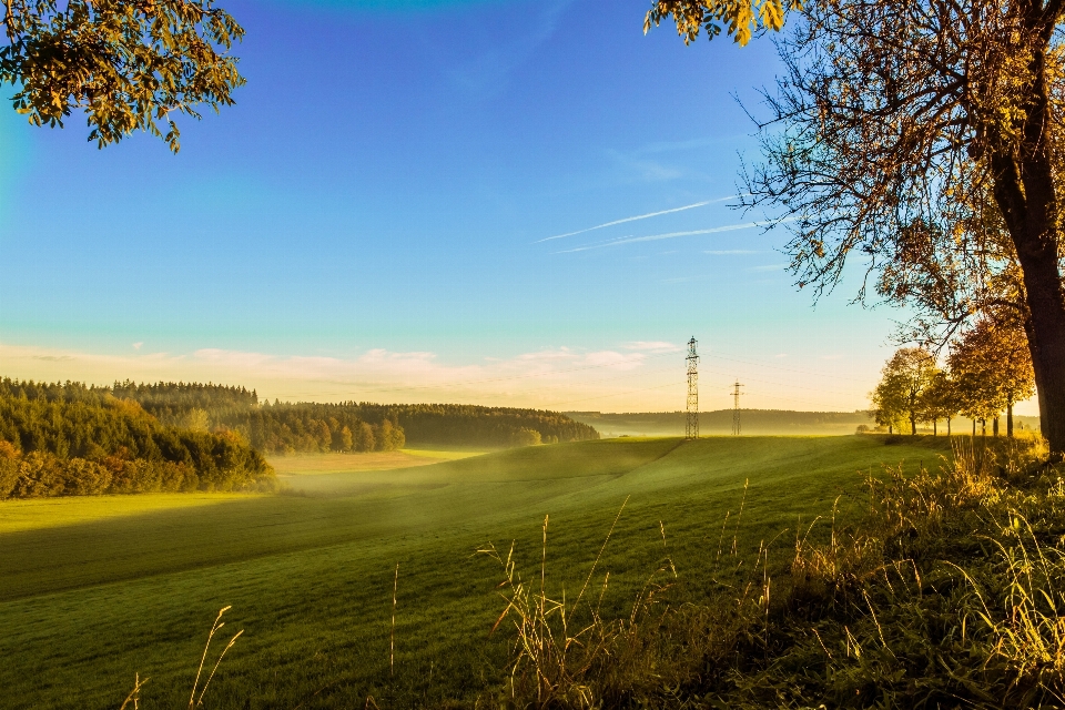 Krajobraz drzewo natura trawa