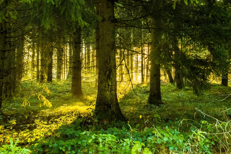 Landscape tree nature forest