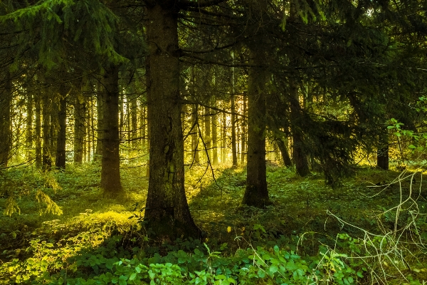 Landscape tree nature forest Photo