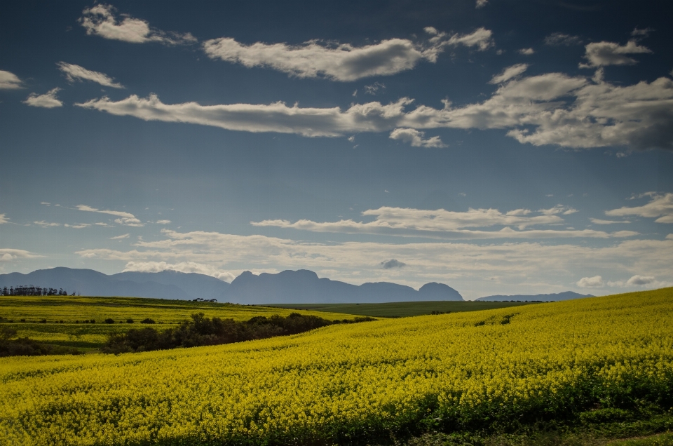 Landscape nature grass horizon