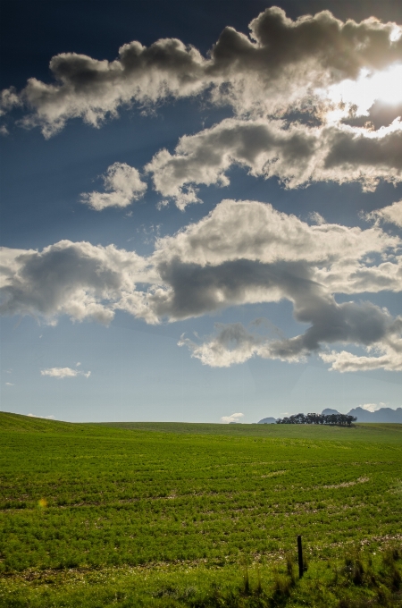 Paisagem árvore natureza grama