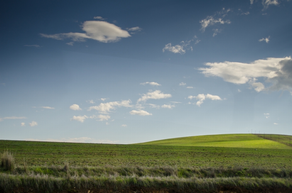 Landscape tree nature grass