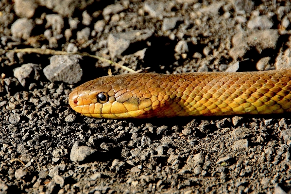 Nature wildlife reptile close Photo