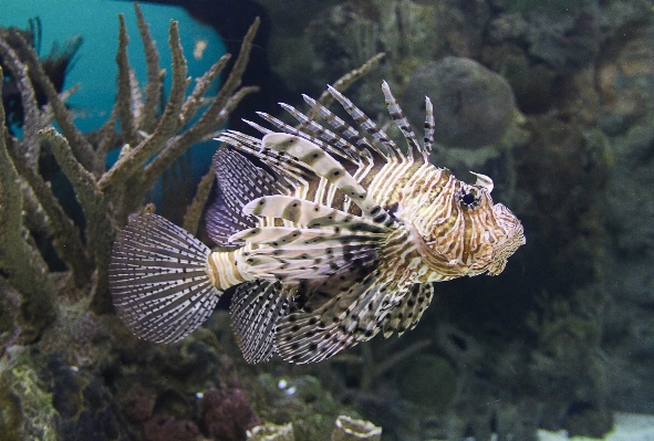 Foto Mar natureza oceano mergulhando