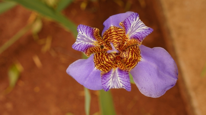 Foto Planta flor púrpura pétalo