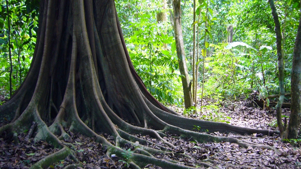 Albero natura foresta selvaggia
