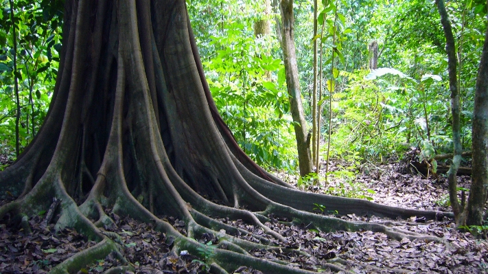 Tree nature forest wilderness Photo