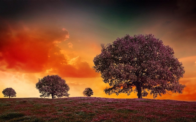 Landscape tree cloud sky Photo