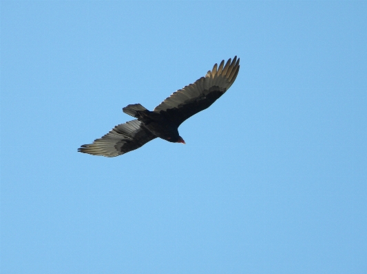 Nature bird wing sky Photo