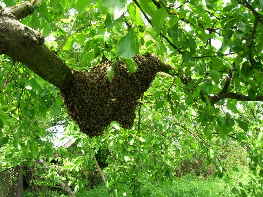 Foto Pohon tanaman bunga makanan