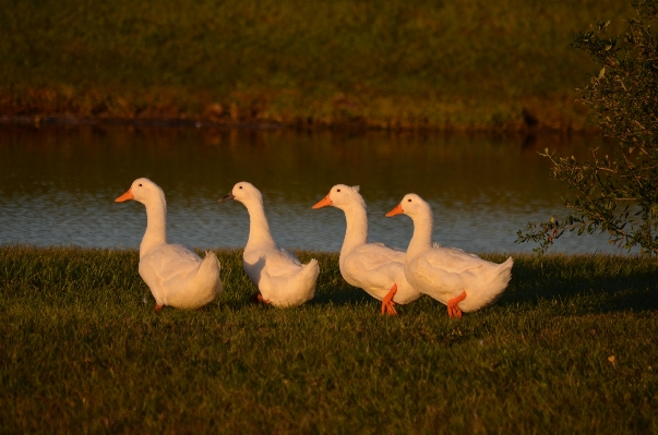 Nature bird group white Photo