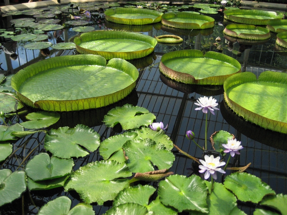 水 植物 芝生 葉