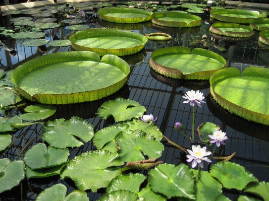 Foto Acqua pianta prato foglia