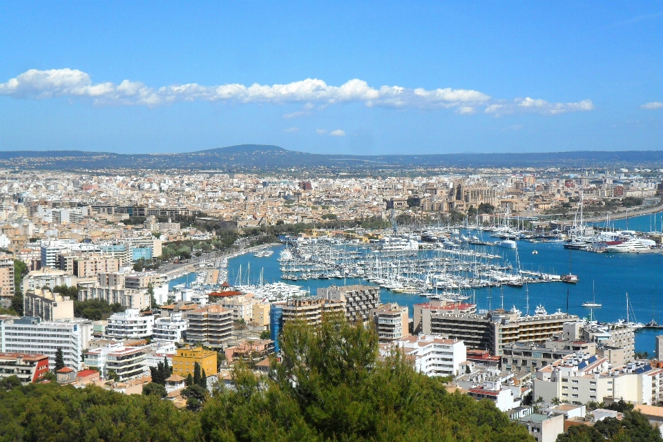 Mar árbol horizonte ciudad