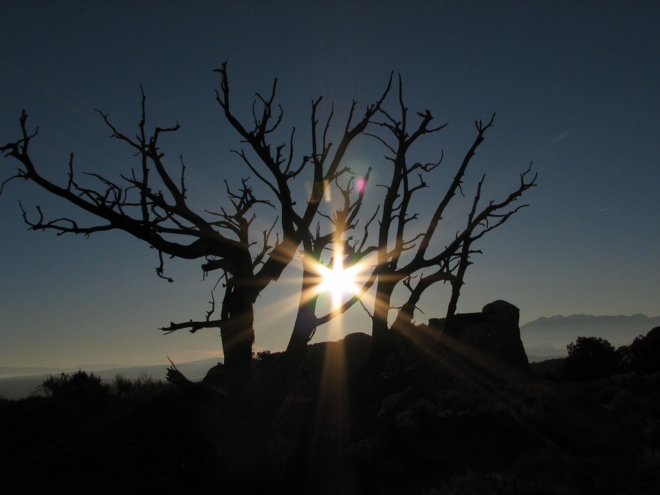 Albero natura leggero nube