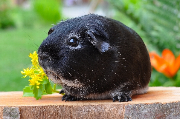 动物 哺乳动物 啮齿动物 fauna 照片