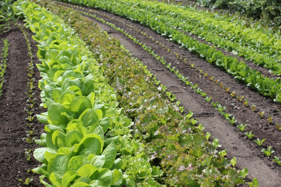 Field farm food salad