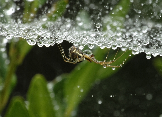 Foto Acqua natura rugiada foglia