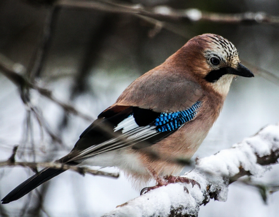 Zweig kalt winter vogel