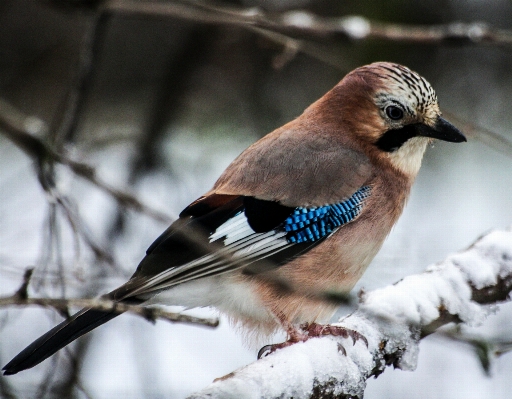 Foto Ramo freddo inverno uccello