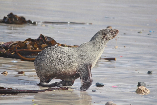 Foto Pantai laut air margasatwa