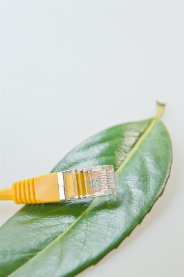 Computer leaf cable line Photo