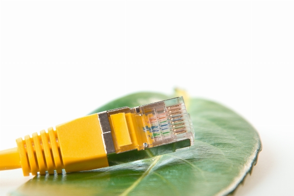 Computer technology leaf cable Photo