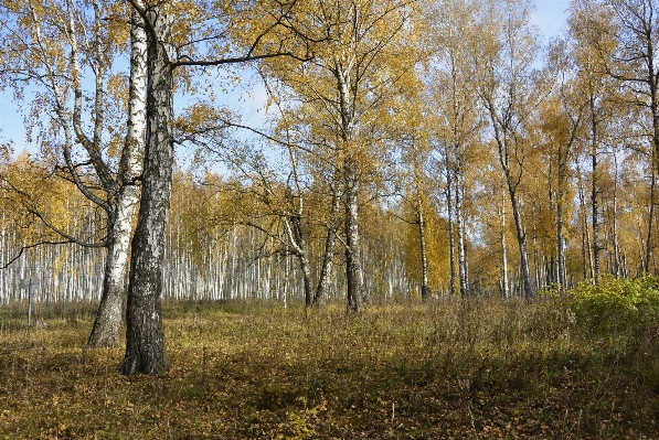 Landscape tree nature forest Photo