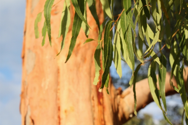 Tree nature grass branch Photo