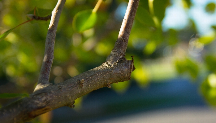 Foto Albero natura ramo pianta