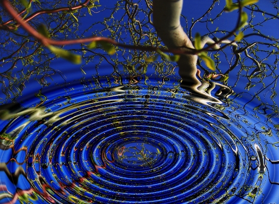 Tree water branch drop Photo