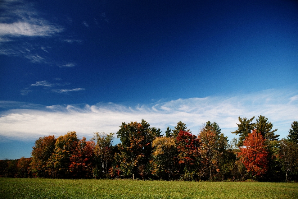 Landscape tree nature forest