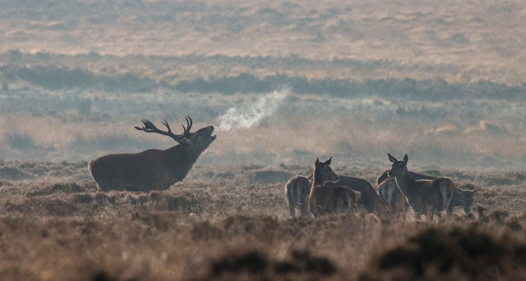 Nature forest mist prairie Photo