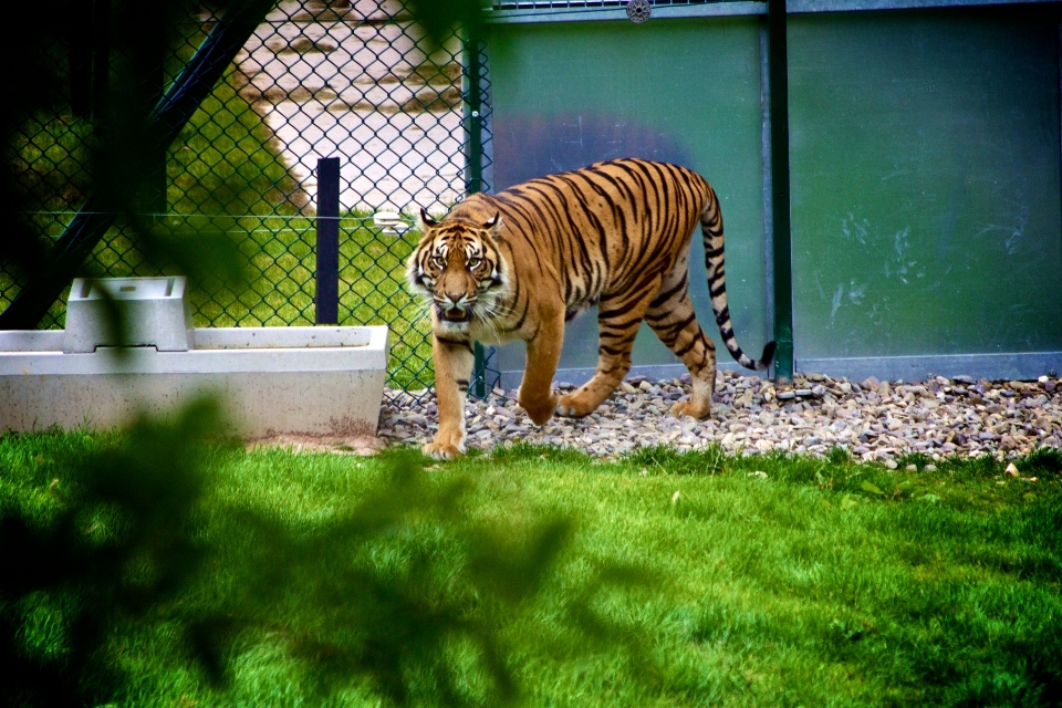 Gras tier tierwelt zoo