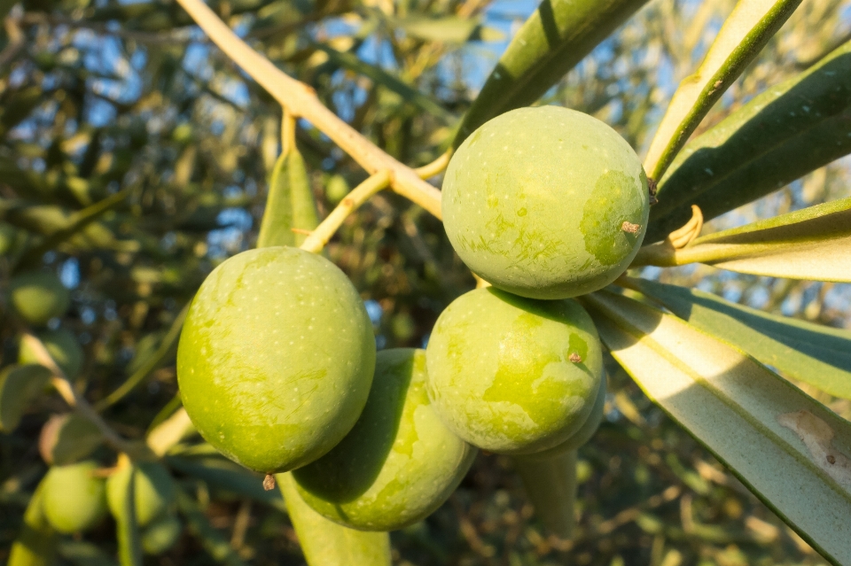 Baum natur zweig anlage