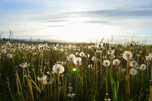 Landscape nature grass plant Photo