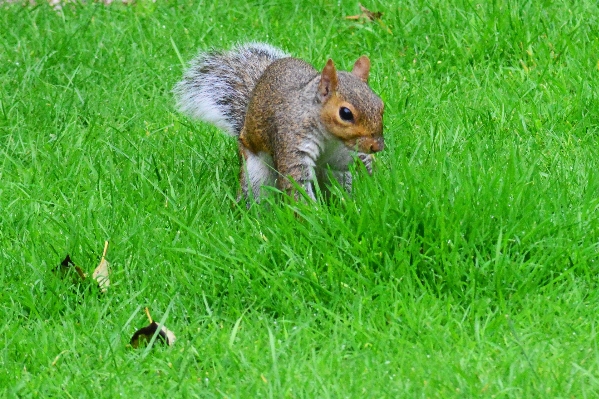 Grass lawn meadow prairie Photo