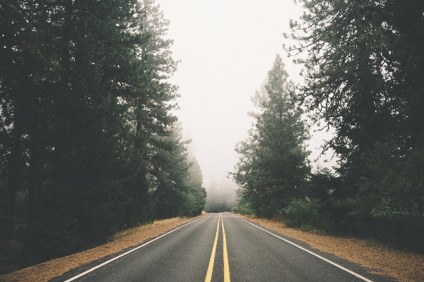 Tree forest path fog Photo